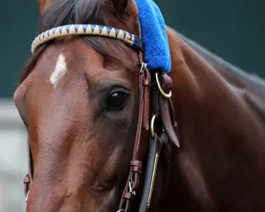 Flightline mares take off at November sales