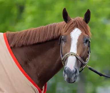 Antiquarian retired after sustaining injury