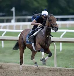 Deep edition of Ballerina a tasty Breeders' Cup appetizer