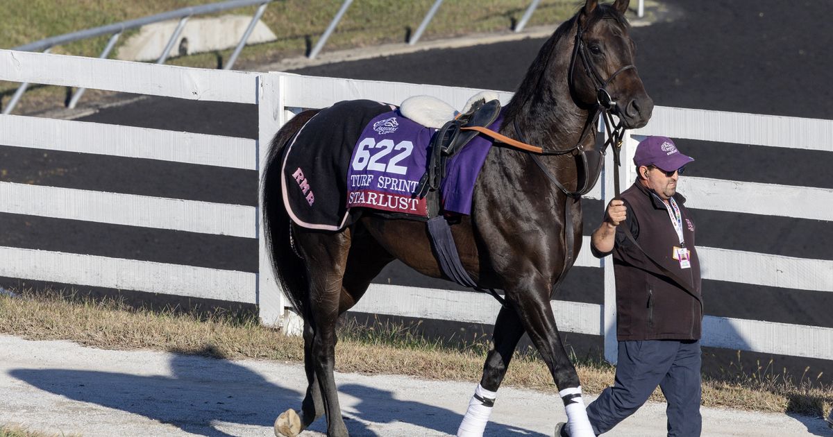 Breeders' Cup Turf Sprint: 2024 winner Starlust back after interrupted stud career