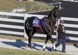 Breeders' Cup Turf Sprint: 2024 winner Starlust back after interrupted stud career