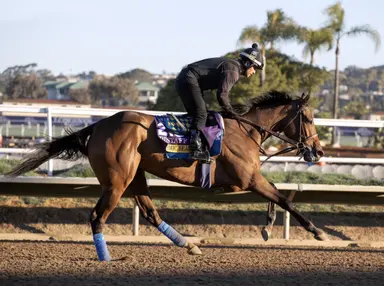 Seismic Beauty retired