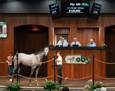 Ocala Breeders’ Sales Co. fall yearling sale ends with gains across the board