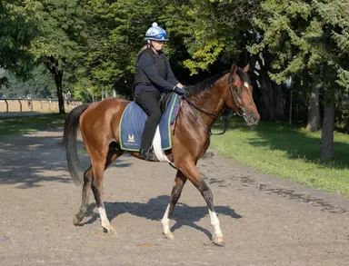 Seeking firm ground, Ancient Egypt ships over for Christophe Clement Stakes