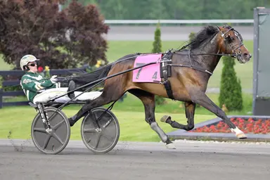 Meadowlands:  Realizing a childhood dream - but at a cost