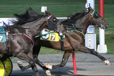 Meadowlands: Coyne pair look competitive in Dexter Cup, Lady Suffolk