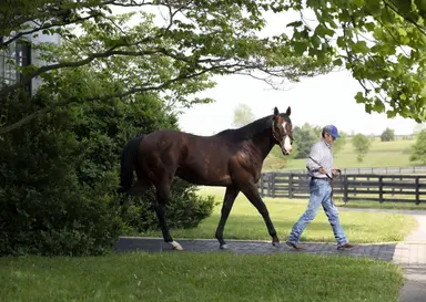 Share in Complexity sells for $510,000 at Fasig-Tipton