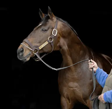 Big Brown pensioned from stud duty; settling in at Old Friends