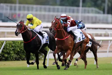 Declan Schuster's Hong Kong Selections and Analysis for Sunday, November 19, 2023