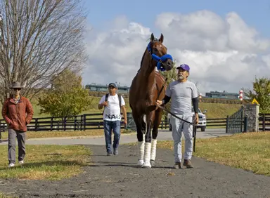 Flightline yearlings center of attention at Fasig-Tipton Saratoga