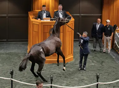 Fasig-Tipton Saratoga: $3.4 million Not This Time colt tops first night of yearling sale