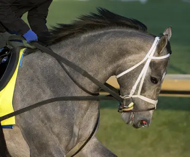 Kentucky Derby: Connections of Hit Show looking for untainted win