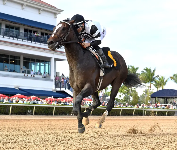 Chief Wallabee wins maiden at GP Jan 10 2026