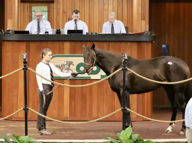 Last Leaf sells for $140,000 to top OBS winter mixed sale