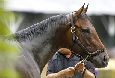 Bayern euthanized at 15