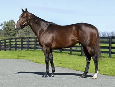 Del Mar, Saratoga give freshman sires a chance to shine