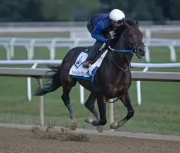 Breeders' Cup Classic: Might not be best to sleep on Magnitude