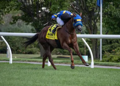 Ready to Collect, Wagner get rubber match in final leg of Woodbine Turf Sprint Series