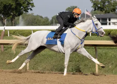 White Abarrio works four furlongs for Whitney Stakes