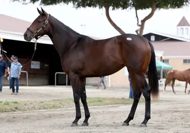Fasig-Tipton announces California yearling sale bonus