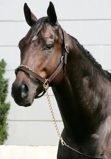 Top Maryland stallion Great Notion pensioned