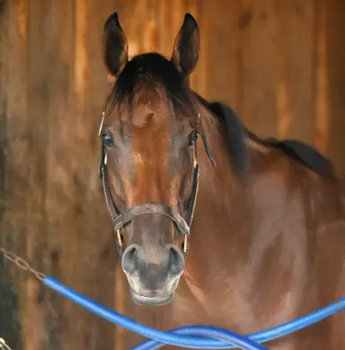 Spa-loving Strong State goes for third local win