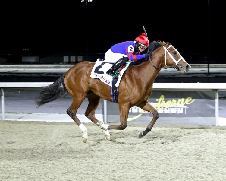 BABY MAX - The Leonatus Stakes - 01-18-25 - R06 - Turfway Park - Finish 01 - Maddie Becker.jpg
