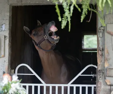 Leading Change’s Travers upset no surprise to Cox