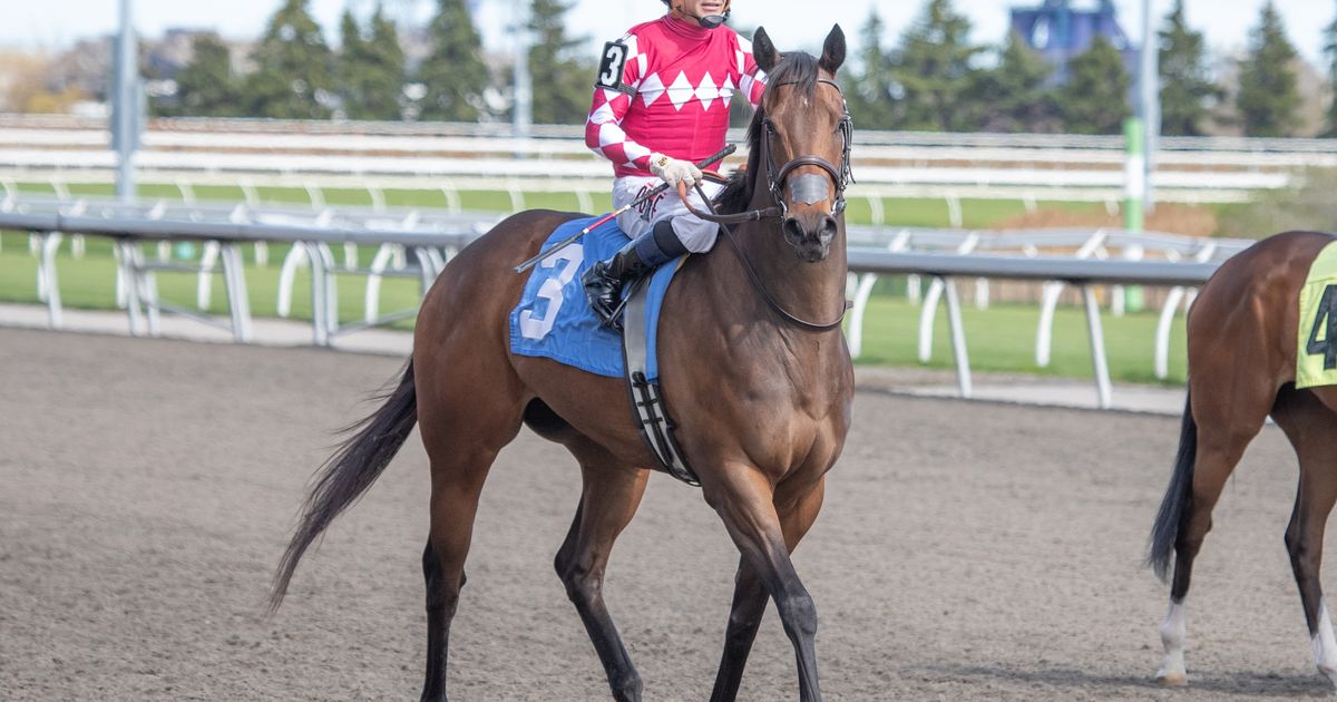 Charmingly Evasive shoots for third straight win, this time on turf