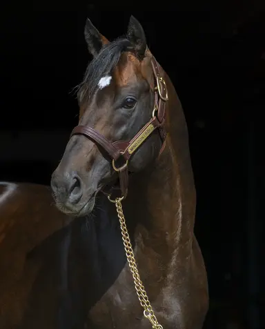 Mind Control's first crop make up big chunk of F-T Saratoga fall sale