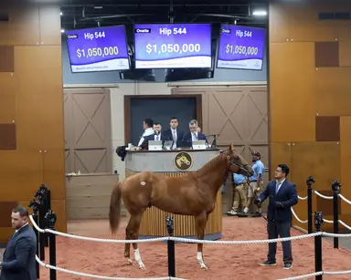 Chaotic week for Fasig-Tipton Midlantic ends with record average, median