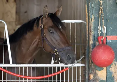 Silent Tactic draws post 4 for return in Jim Dandy
