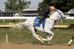 White Abarrio works half-mile in final prep for Whitney