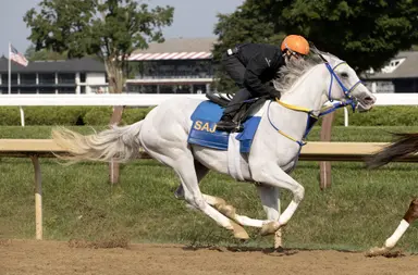 White Abarrio works half-mile in final prep for Whitney