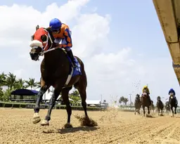 Undefeated stakes winner Sum of Success to miss Breeders' Cup with illness