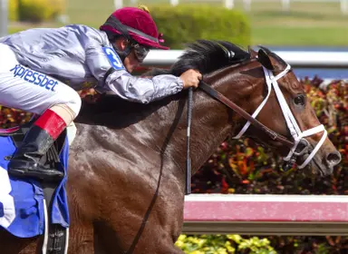 Florida Stallions: Khozan moves to Ocala Stud