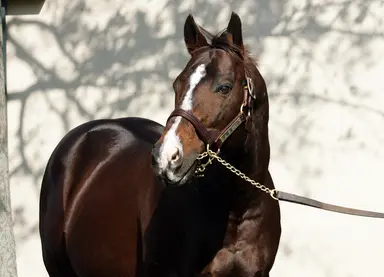Secretariat's broodmare legacy includes a galaxy of stars