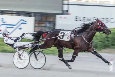 Flamboro:  Bruno No No No, Prince Hal Hanover tally in Juravinski Memorial Cup elims