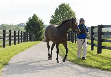 Kentucky Stallions: Nyquist carries on legacy of late sire Uncle Mo