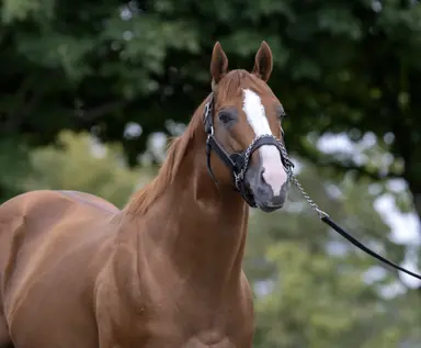 Good Magic, Puca make history with Dornoch's Belmont victory
