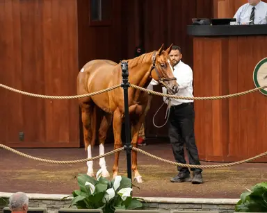 OBS ends 2-year-old sale season on a high note