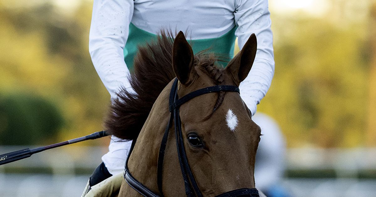 Thomas has numbers edge with trio of contenders in Goldikova