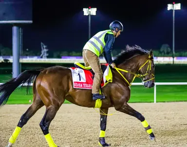 Dubai World Cup: Ushba Tesoro, Senor Buscador meet again in 12-horse field