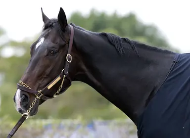 Violence has book limited to 125 in 2024, stud fee set at $40,000