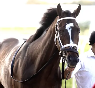 Weekend GamePlan: Picks for Indiana Derby, Kelso, Hendrie