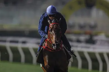 Temperament crucial as Massive Sovereign takes aim at 147th BMW Hong Kong Derby