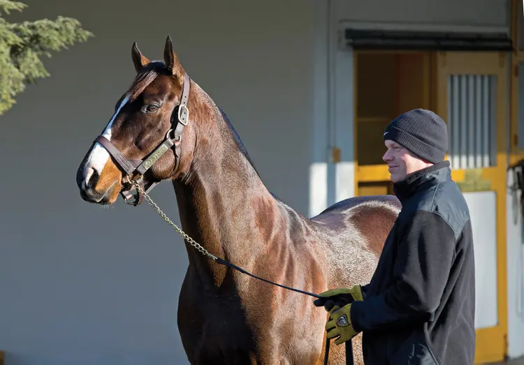 War Front at Claiborne Farm in 2013