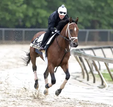 Preakness 2025: Journalism strong favorite to do one placing better