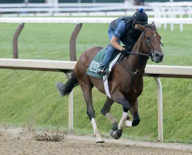 Off pair of eye-opening wins, Baby Vino jumps into Travers for Lindsay Schultz