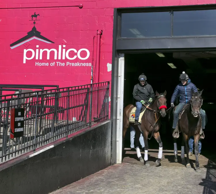 Nyquist at the Pimlico paddock on May 16